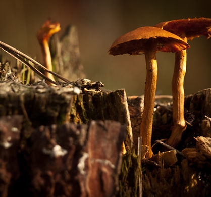 Wild Mushrooms
