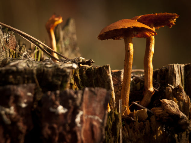 A pair of mushrooms emerge from a weathered tree stump, basking in warm, dappled sunlight within a tranquil forest setting.