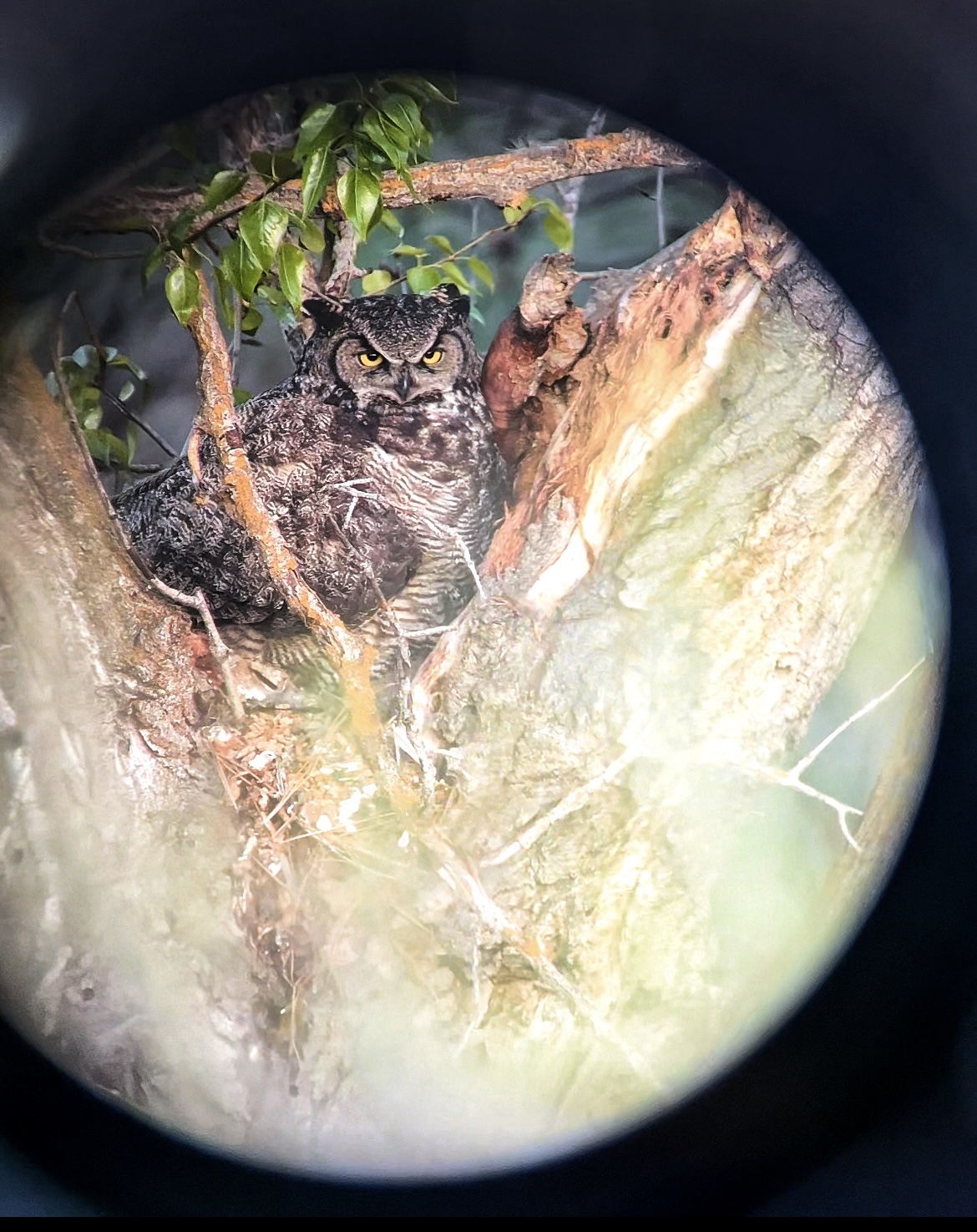 Great horned owl family spotted in Methow Valley near Casia Lodge & Ranch.