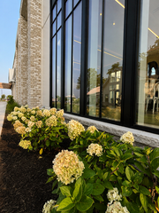 Hydrangea landscaping along the modern venue exterior at Westwood, Vowery and Estate in Westfield, Indiana