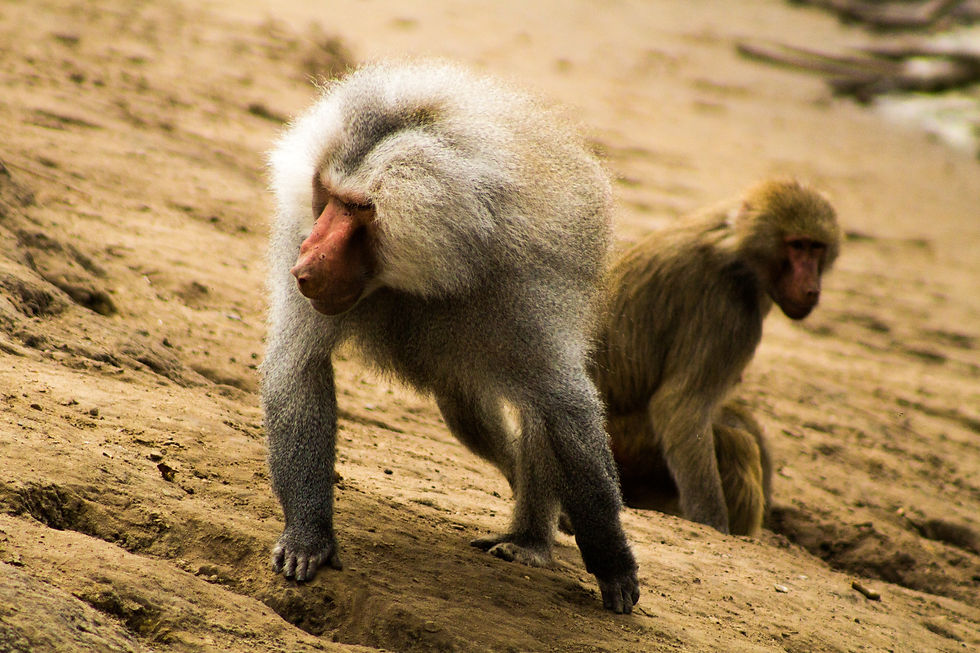 Monkey #1 small no logo