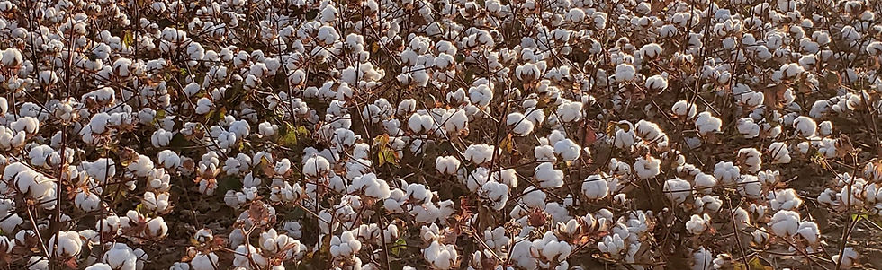 cotton (2).jpg