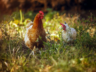 Avicultura: a galinha dos ovos de ouro do agronegócio