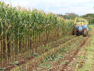 A Importância da produção de silagem em tempos de seca