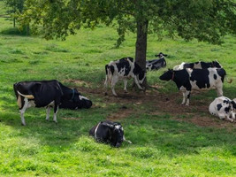 Calor: riscos e soluções