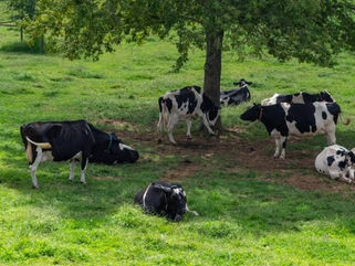 Calor: riscos e soluções