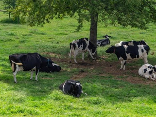 Calor: riscos e soluções