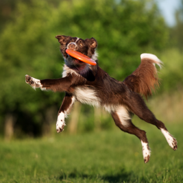 ADESTRAMENTO CANINO: SAIBA COMO FUNCIONA O REFORÇOPOSITIVO E NEGATIVO PARA SEU CÃO.