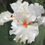 サムネイル： 新花・高級花のセット