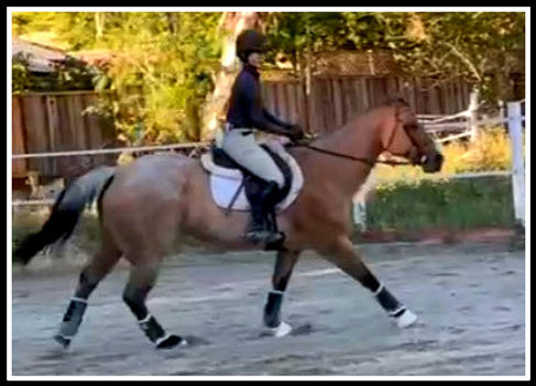 cantering2.jpg