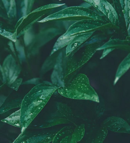 styleguid backround.PNG