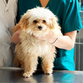 Dog at Vet_edited.jpg