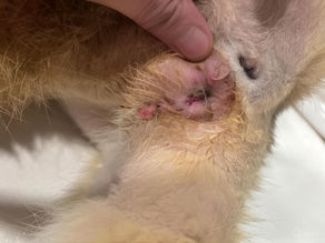 貓尿道造口手術(2)