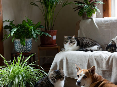 貓狗與無毒植物示意圖