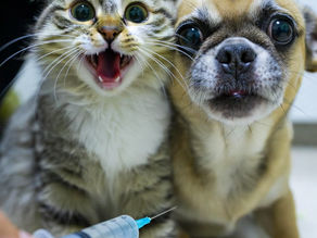 貓狗打預防針示意圖