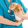 Veterinarian holding rabbit_edited_edite
