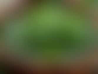 Natural Herbs for Allergies: Herbal Remedies to Alleviate Allergies