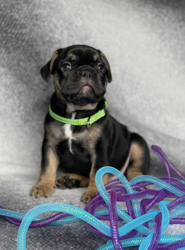Rocket - 7 wks