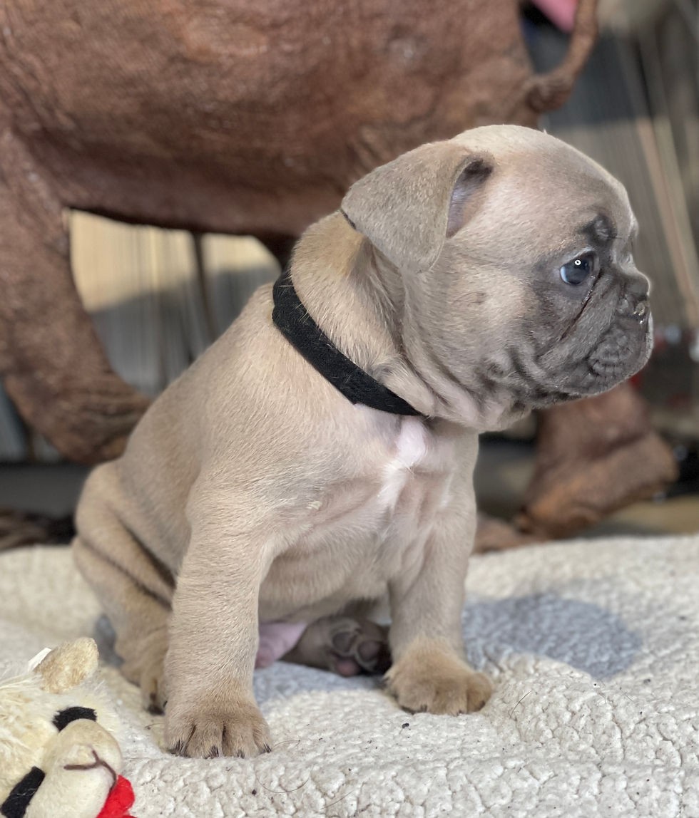 Gunner 6 wks 2
