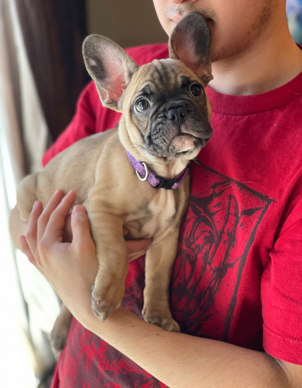 Goldie 9 wks