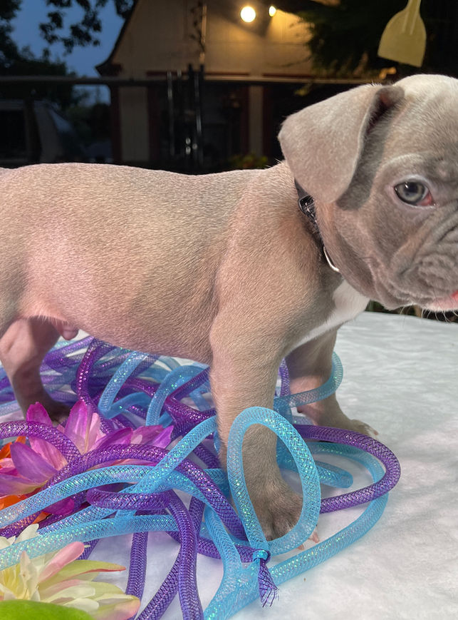 Wrinkles 10 wks 10.JPG