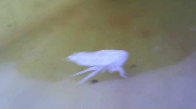 Mystery White Insect on my Sarracenia