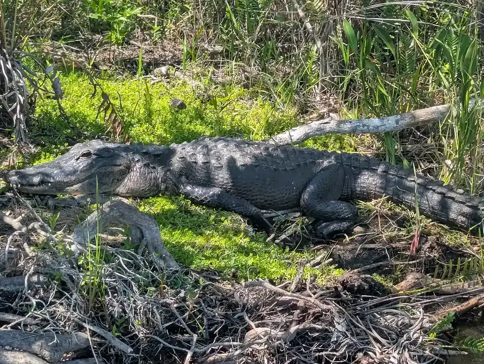Everglades depuis Miami : le guide complet pour visiter l'un des plus beaux trésors naturels de Floride