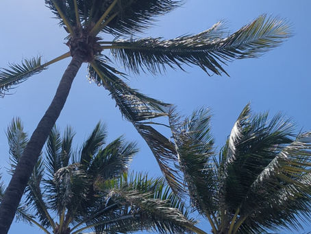 Miami en 2026 : Le Guide Complet en français par Visite de Miami — Ce que les Touristes Ignorent