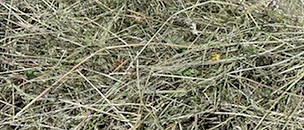 HAY.jpg