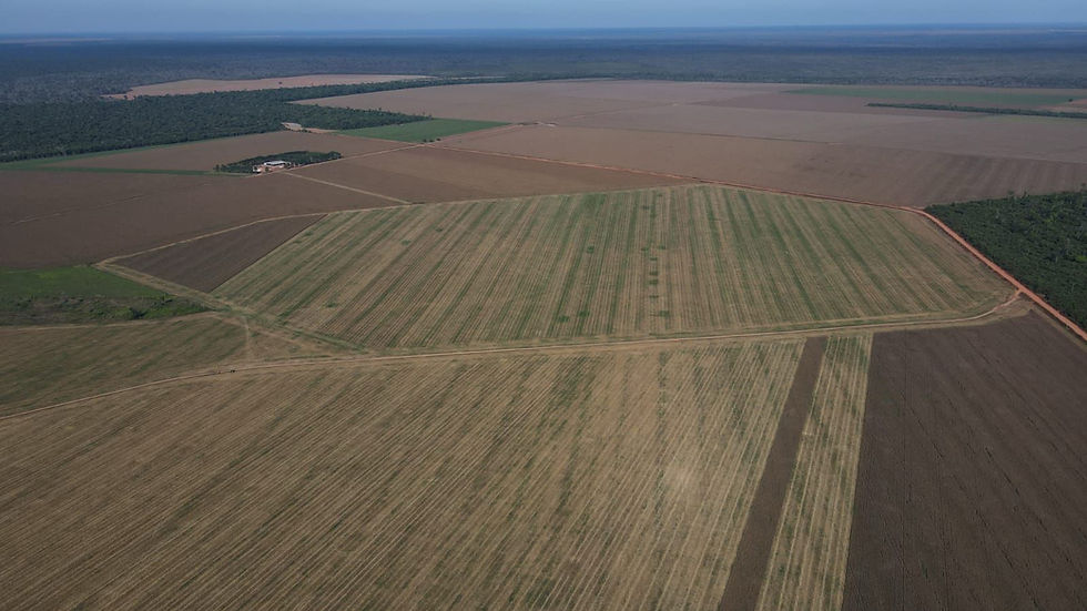 MARCELÂNDIA MT
