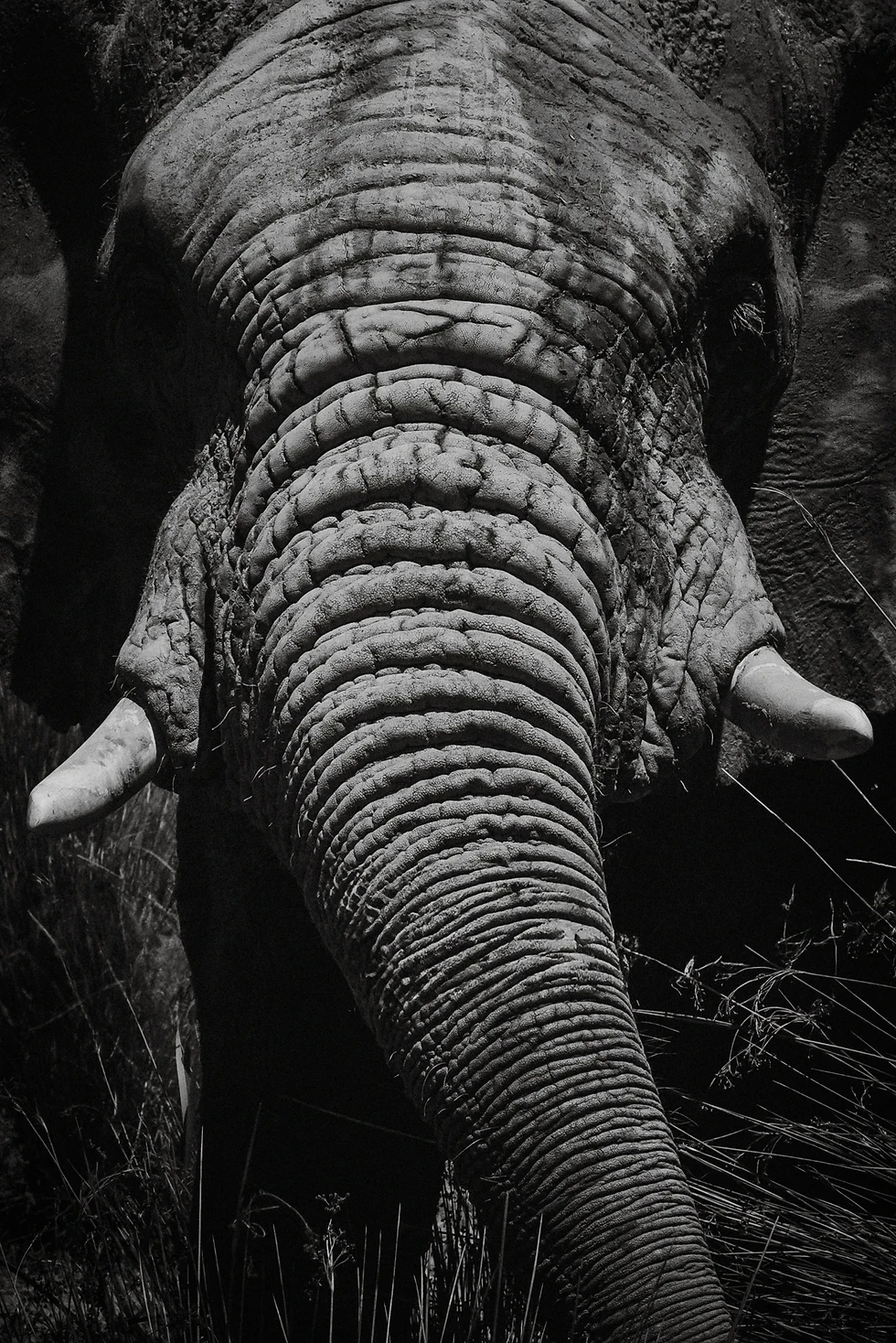 | Seba Iglesias | Tienda de Fotos Fineart | Fine Art Prints | Fineart Photography | Elfante fineart