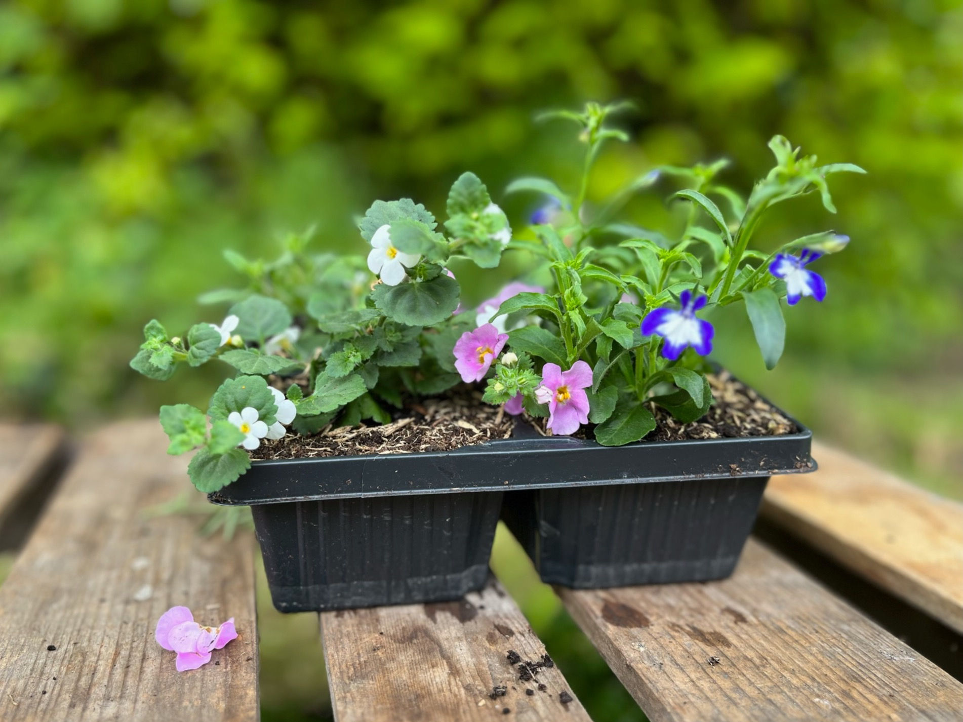 Mixed Trailing Plants