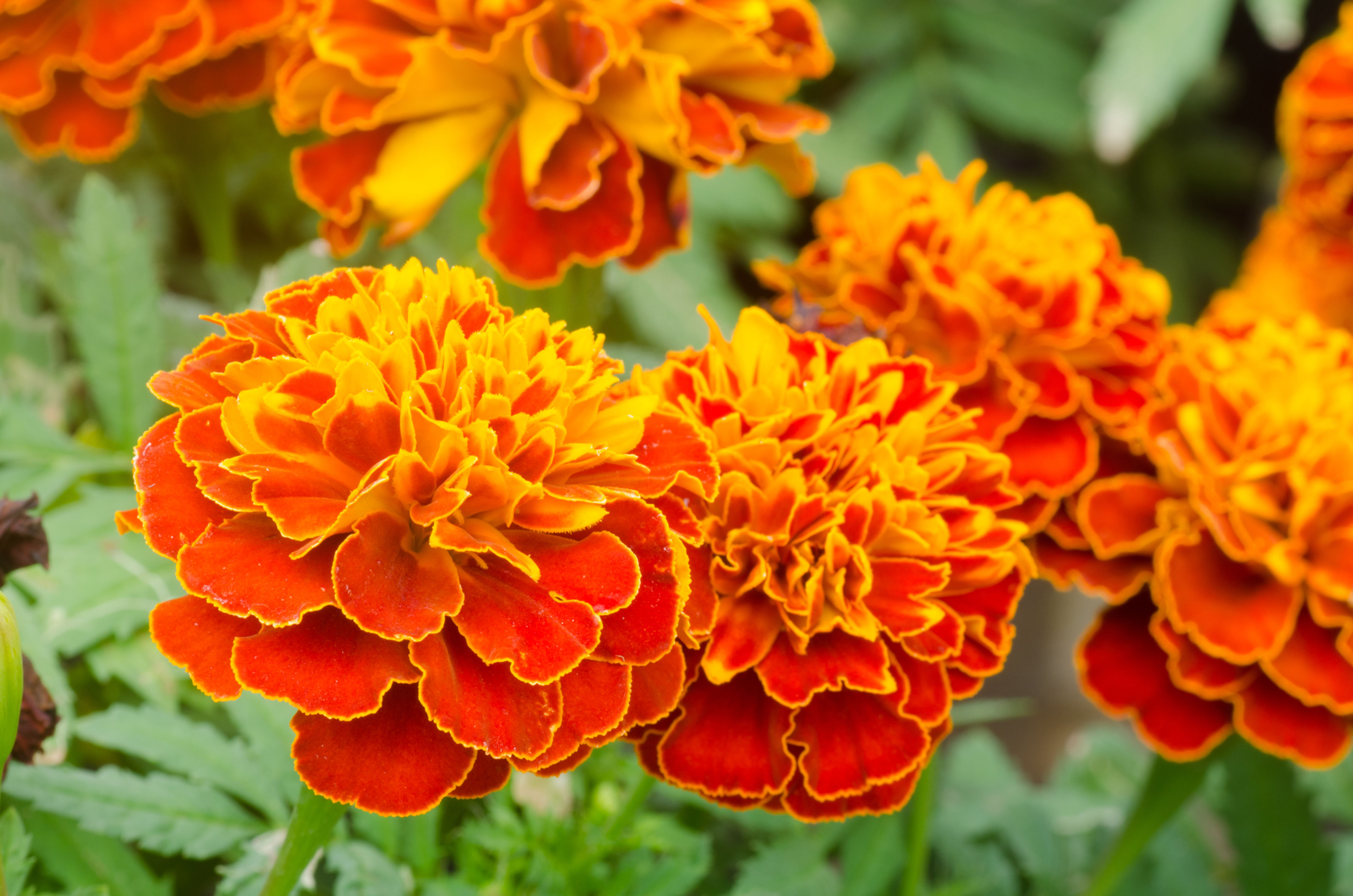French Marigold