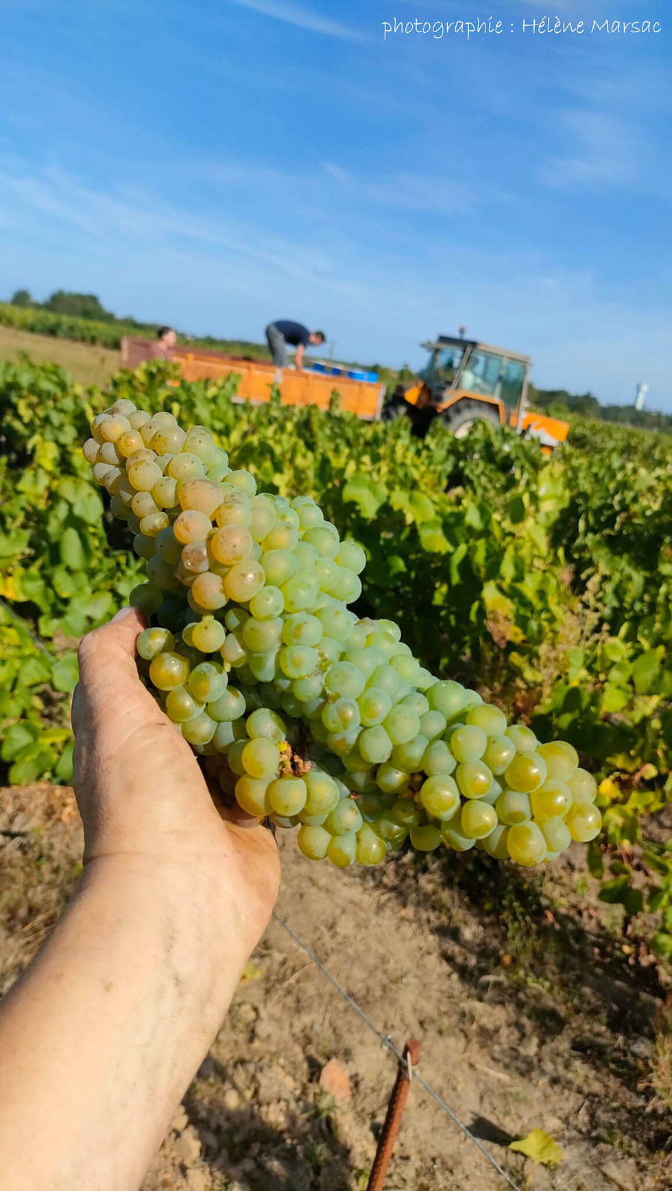 Les grappes sont belles, justeuses et saines