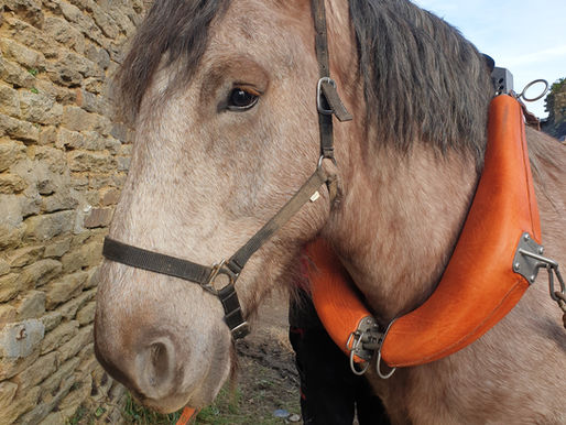 A la rencontre de Kouign Amande, la nouvelle recrue du Domaine !