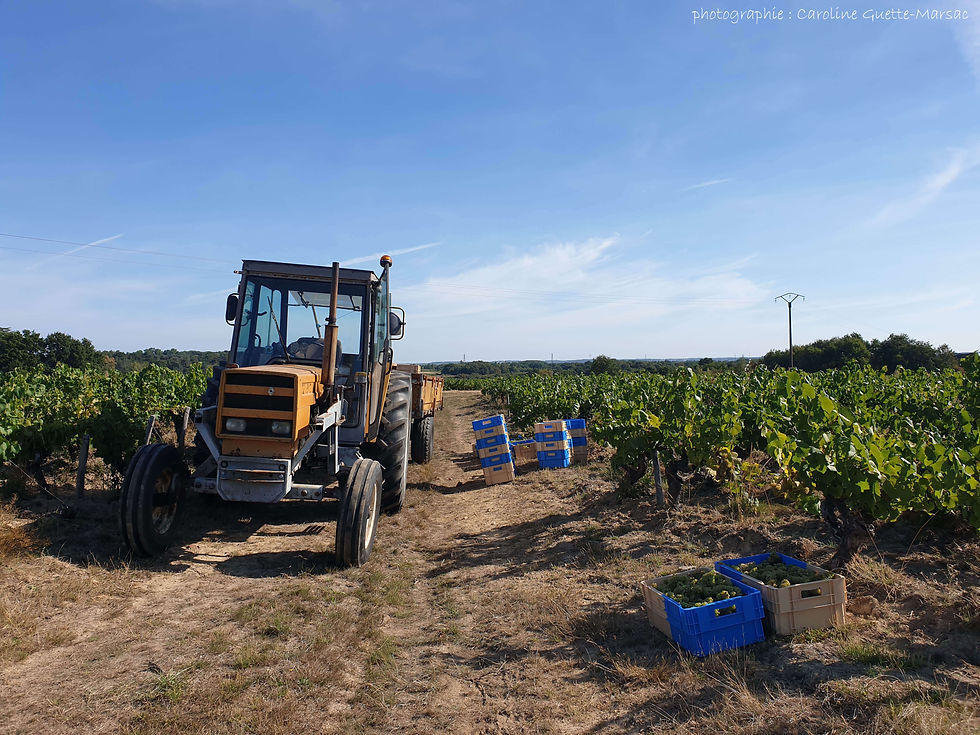 Tracteur et benne pour acheminer le raisin vers le pressoir