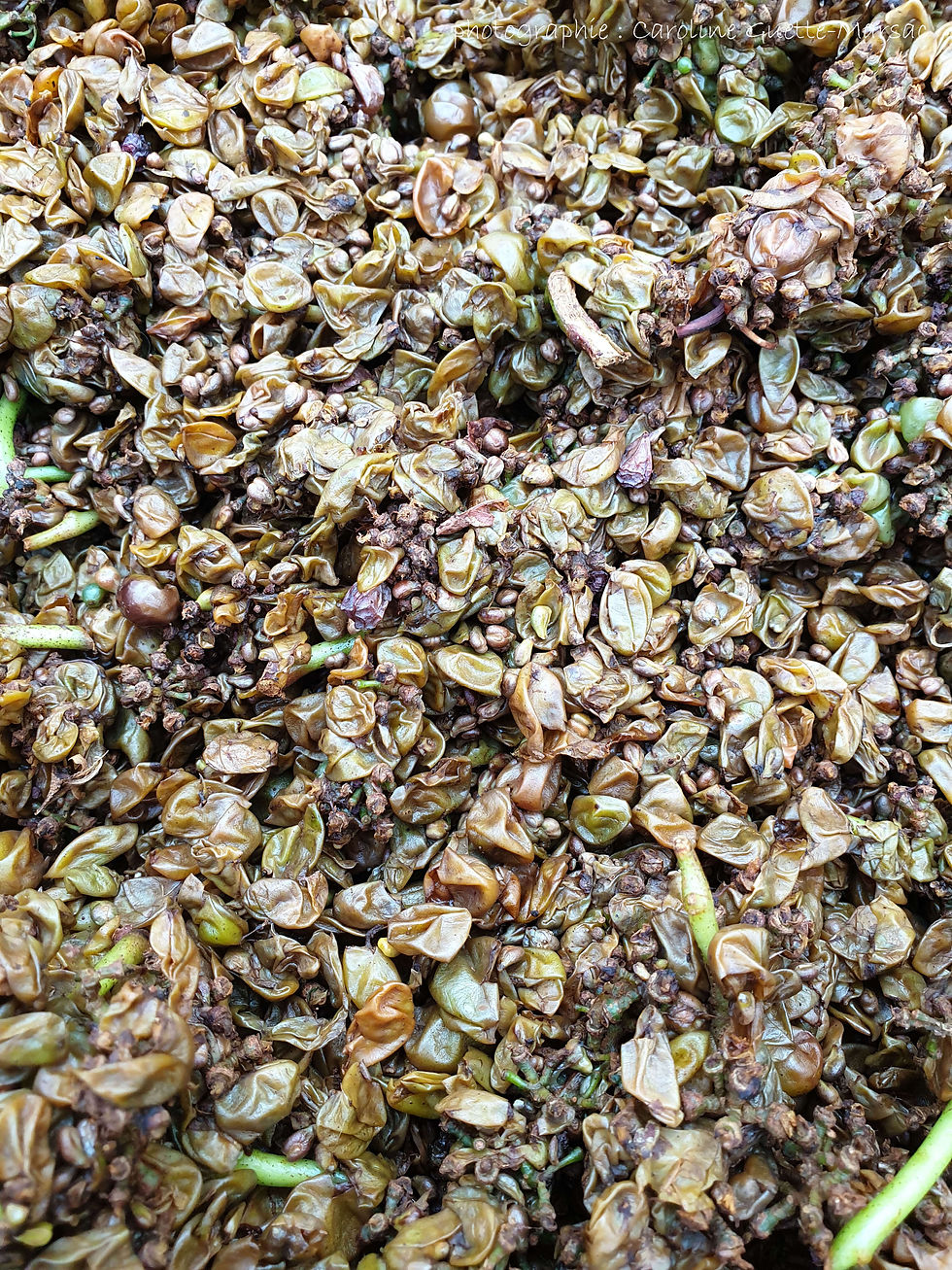 Résidus graphiques des grappes de raisins : ceux-ci sont déclarés et destinés à la distillerie