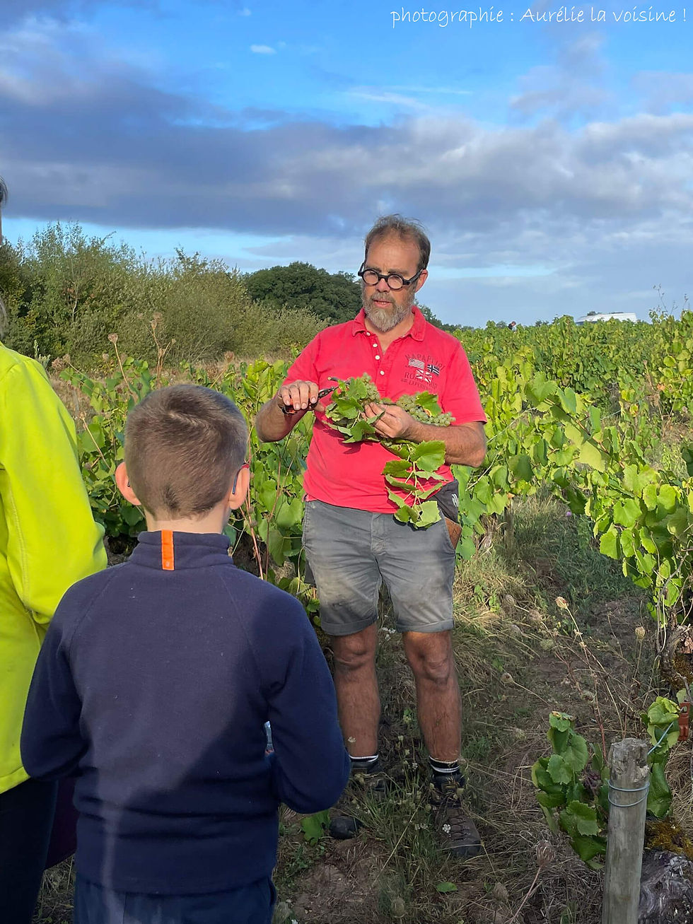 Explications sur site : comment bien vendanger sans se couper les doigts ni abîmer les prochaines récoltes
