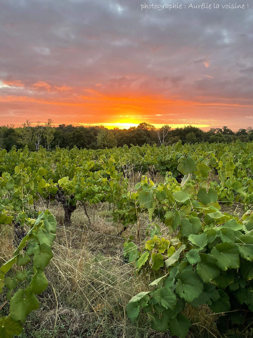 Le ban des vendanges pour l'année 2025 a été fixé au 21 août 2025 dans le Vignoble Nantais. Les viticulteurices ont donc pu commencer leur récolte ce jour-là, avec une année qui s'annonçait dès le départ prometteuse tant par la quantité que par la qualité. Une date précoce (presque un mois plus tôt que l'année précédente !) avec des conditions météo idéales. Une grande chance pour nos premières vendanges ! Pour notre première année, nous avons fait le choix multiple de vendanger : les parcelles bio en vendanges manuelles exclusives, avec les proches, les ami·es et la famille (pour faire de cette étape un véritable moment festif !), les parcelles en conversion bio : en partie à la main (avec les formidables équipes énergiques de l'ESAT* de Sainte-Luce-sur-Loire) et en partie à la machine (pour des questions de coût et d'organisation en cette première année "rock n' roll") (* ESAT : Etablissement et Service d'Aides par le Travail) Premiers coups de vendangettes donnés le 23 août à 8h00... et récolte des derniers raisins le 2 septembre en fin d'après-midi ! C'est dans les cuves ! Très beau premier bilan de cette première récolte : des raisins sains, nombreux... et des premiers jus qui "goûtent" bien ! A présent, il faut suivre le bon déroulement de la fermentation des vins, avec l'aide précieuse de Julie, notre œnologue conseil, petit rayon de soleil dans les gros moments de doutes et d'angoisse (car même une fois les cuves remplies, le stress reste présent...) ! Lever de soleil au Petit Clos pour une nouvelle journée de vendanges, en bonnes compagnies !