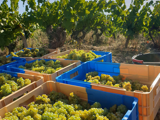 Vendanges 2025 : des rythmes intenses, un stress en dehors de toutes raisons mais aussi de beaux moments de partage et d'amitiés !