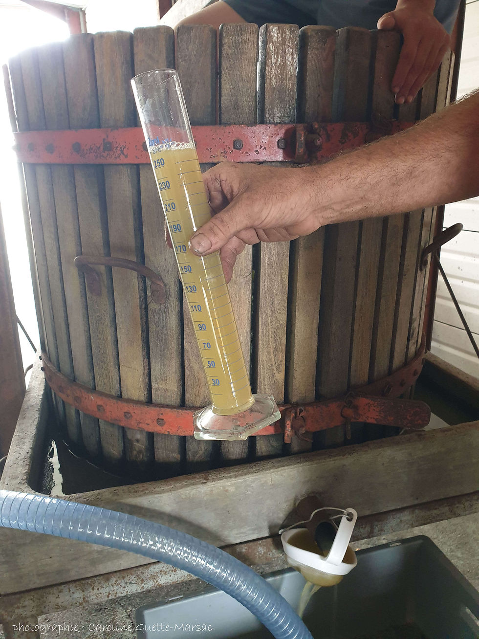 Recueillement des jus et dégustation