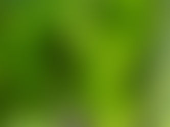 Aperçu de la vigne début juillet 2025 : les grains poussent bien !
