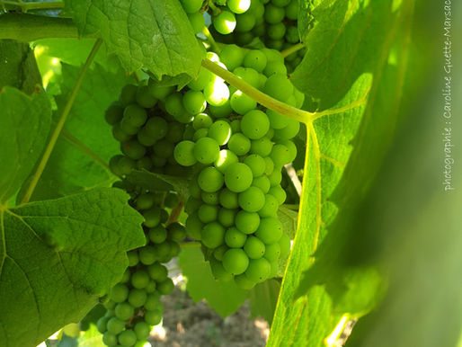 Aperçu de la vigne début juillet 2025 : les grains poussent bien !