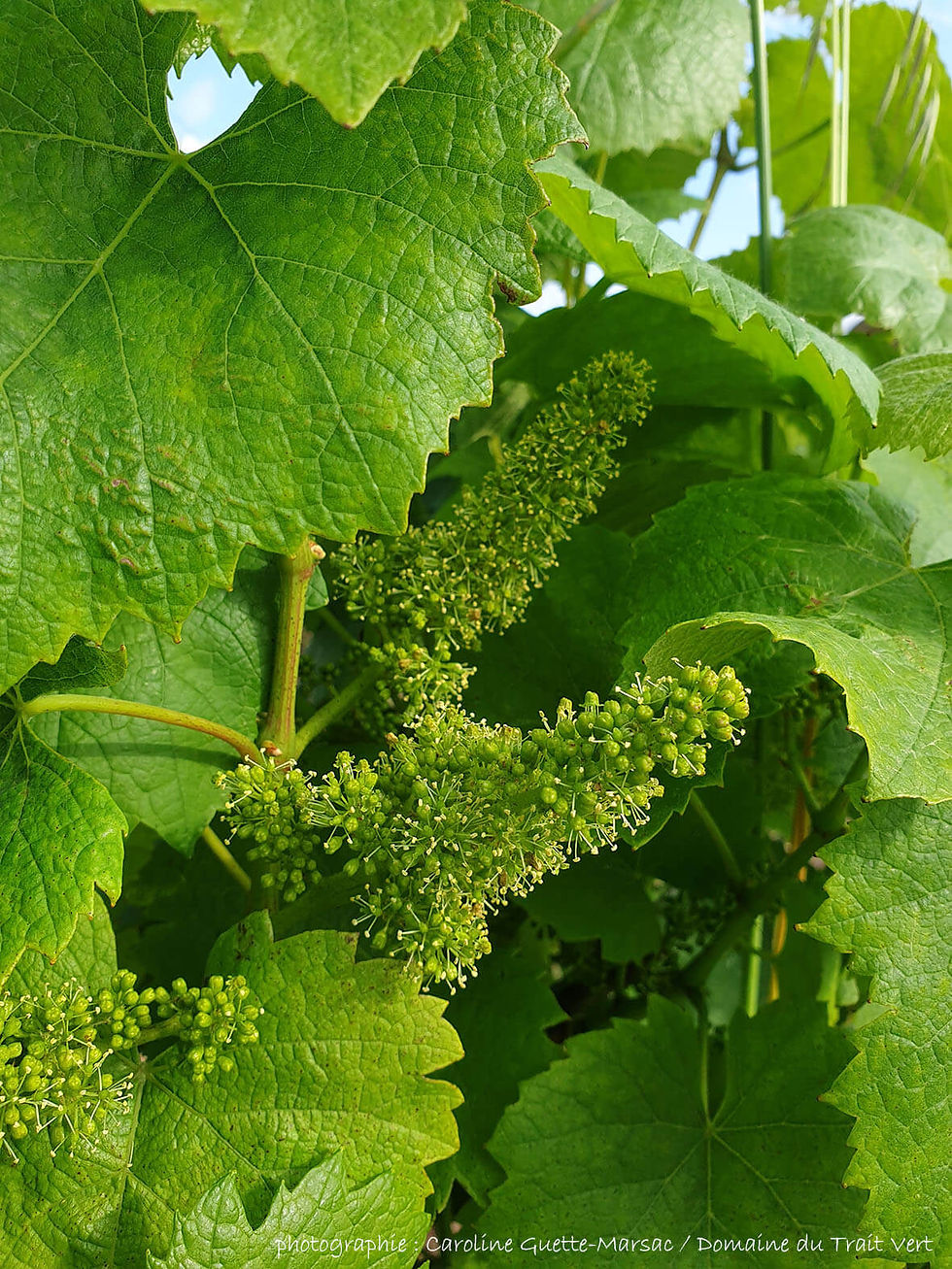 Vigne en fleurs début juin, au Moulin de La Gustais