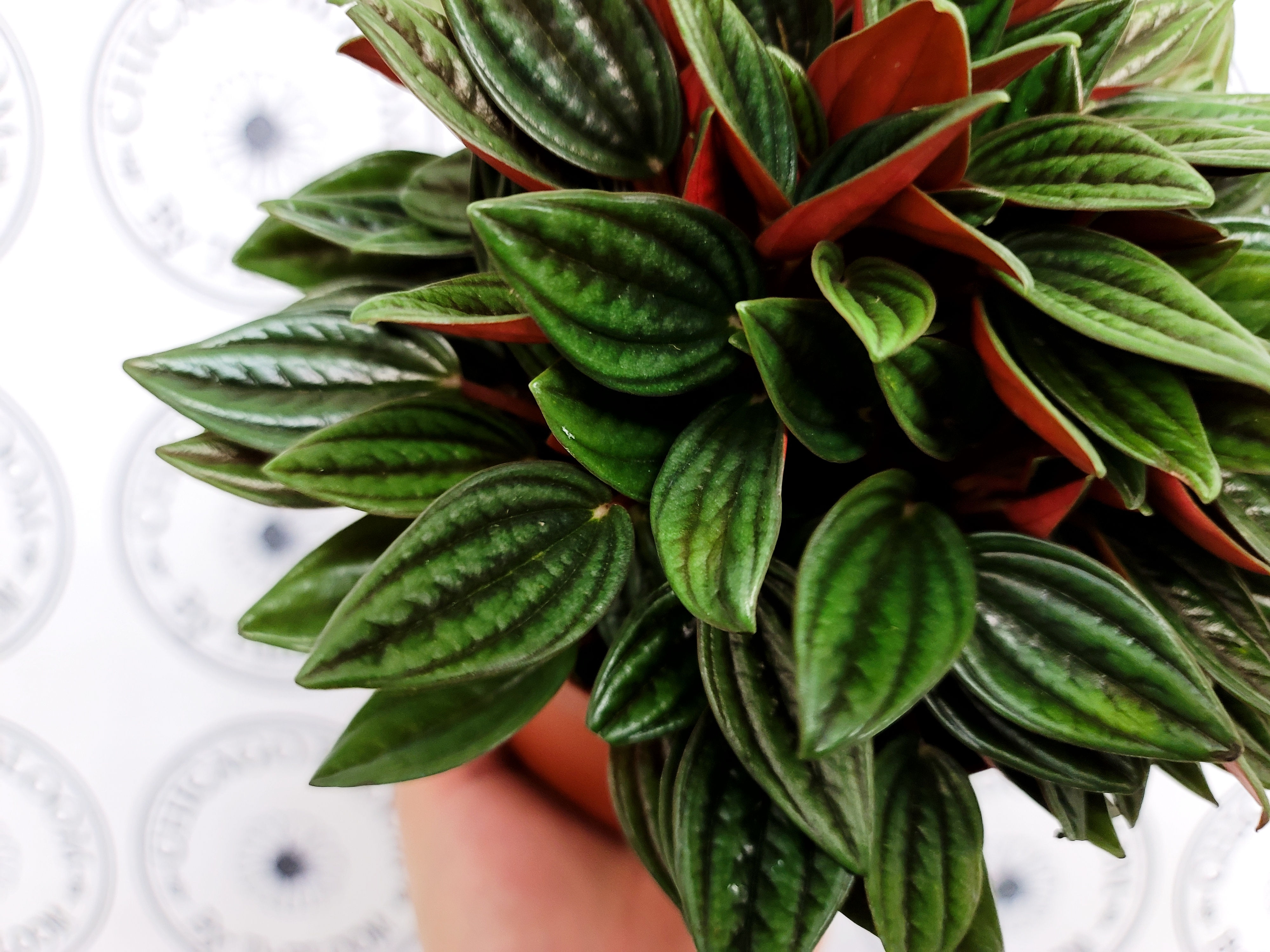 Peperomia Eden Rosso