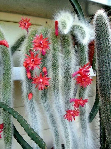 monkey tail cactus hildewintera colademononis Monkey Tail Cactus