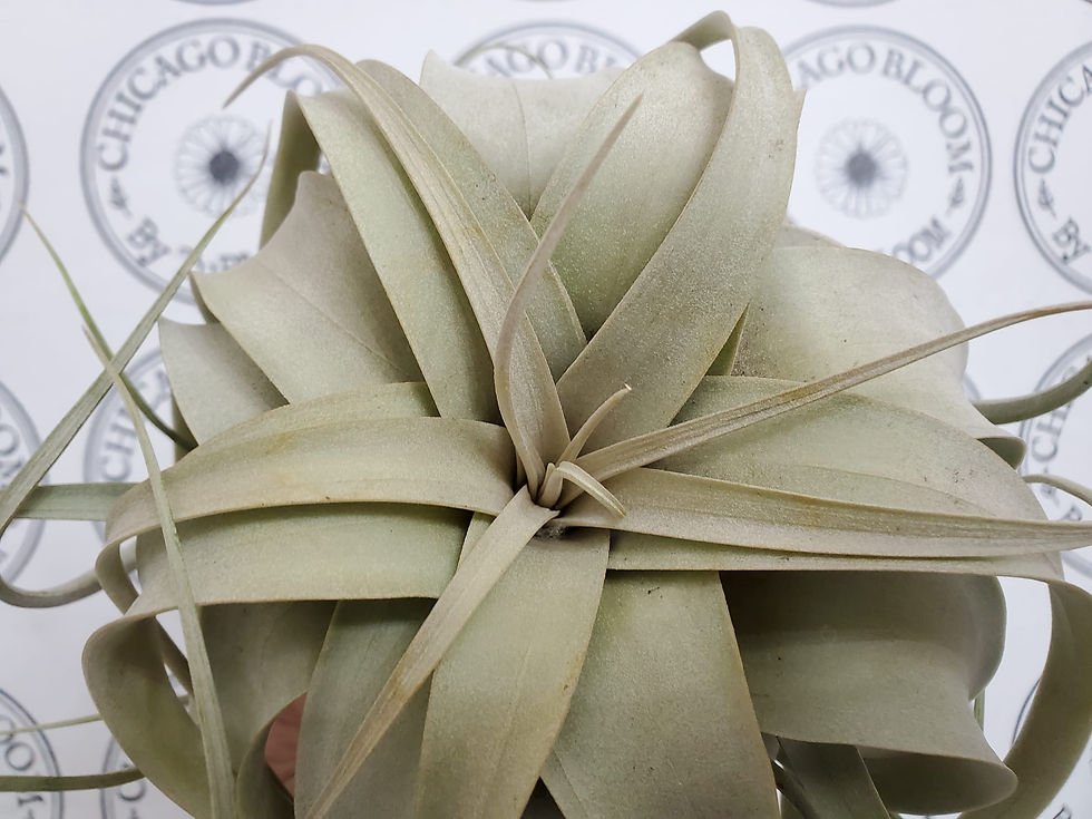 Thumbnail: Jumbo Silver Tillandsia Xerographica  6-8 Inches Wide