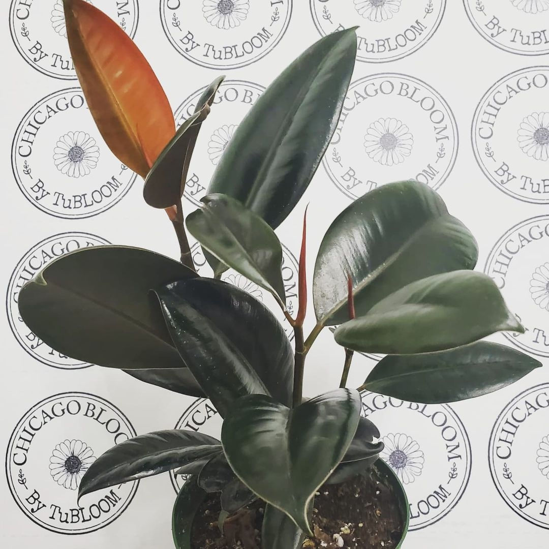 Ficus Elastica 'Burgundy'