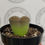 Thumbnail: Lithops 'Living Stones'