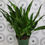 Thumbnail: Philippine (Chinese) Evergreen, Aglaonema commutatum